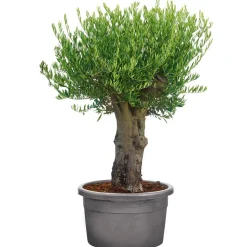 Oliven-Stamm 15 Jahre alt 75 cm Topf