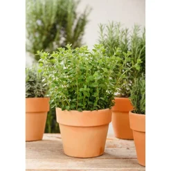 Oregano 14 cm Topf