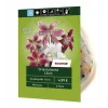 Orientalische Lilien 5 Stück