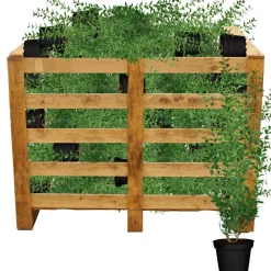Ovalblättriger Liguster 100-125 cm topfgewachsen 50 Stück