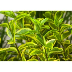 Ovalblättriger Liguster 'Aureum', 19 cm Topf