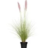 Pampasgras 'Rosa Feder' 19 cm Topf