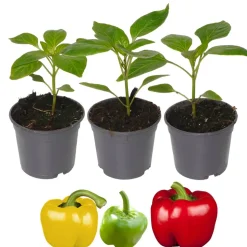 Paprika-Mix rot, gelb, grün 9 cm Topf, 3er-Set