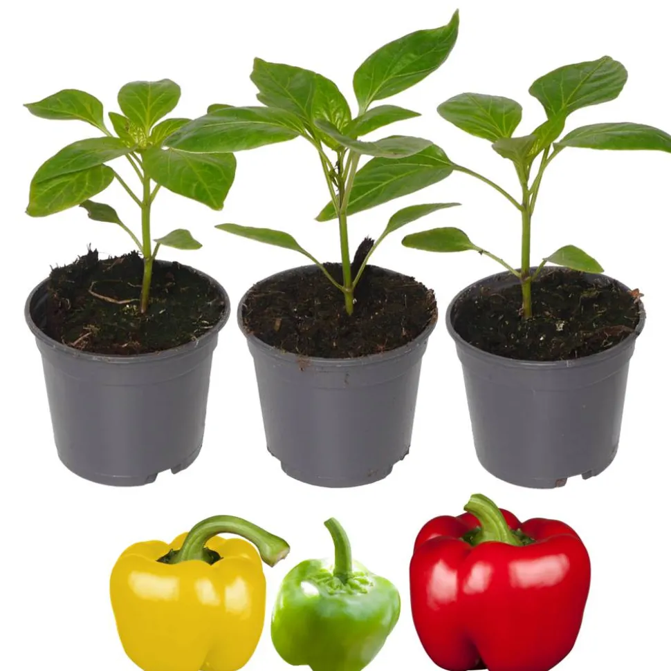 Paprika-Mix rot, gelb, grün 9 cm Topf, 3er-Set
