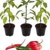 Peperoni Drachenfeuer-Mix 'Fireflame', 'Samira® Shiny' & 'Cresto® Red' 11 cm Topf, 3er-Set