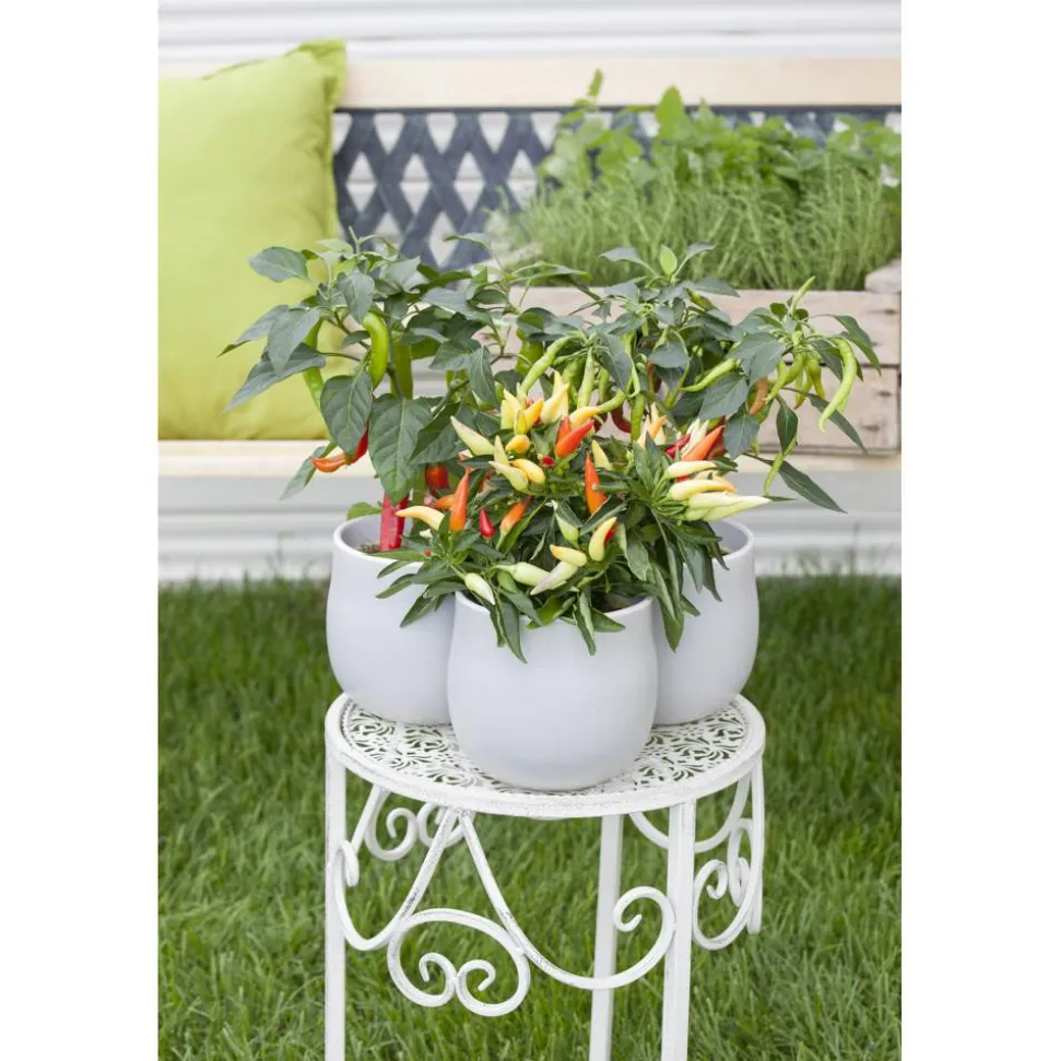 Peperoni Drachenfeuer-Mix 'Fireflame', 'Samira® Shiny' & 'Cresto® Red' 11 cm Topf, 3er-Set