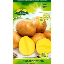 Pflanzkartoffel 'Gala' gelb 10 Stück