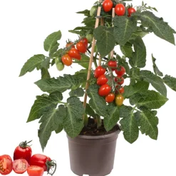 Pflaumentomate mit Früchten 14 cm Topf