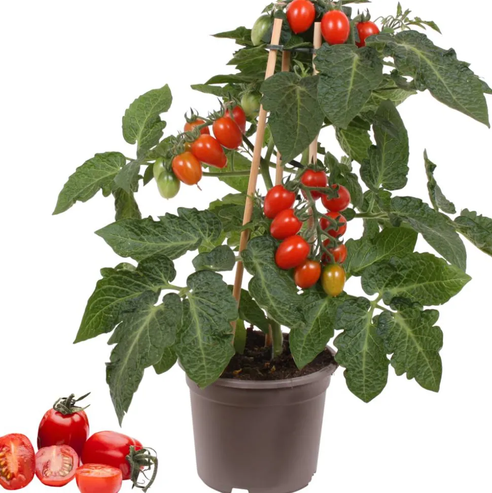 Pflaumentomate mit Früchten 14 cm Topf