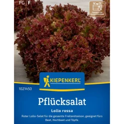 Pflücksalat 'Lollo rossa'