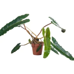 Philodendron 'Atabapoense' 12 cm Topf