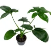 Philodendron 'Dino Feet' 12 cm Topf
