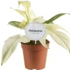 Philodendron 'Florida Ghost' 12 cm Topf