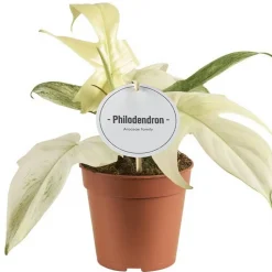 Philodendron 'Florida Ghost' 12 cm Topf