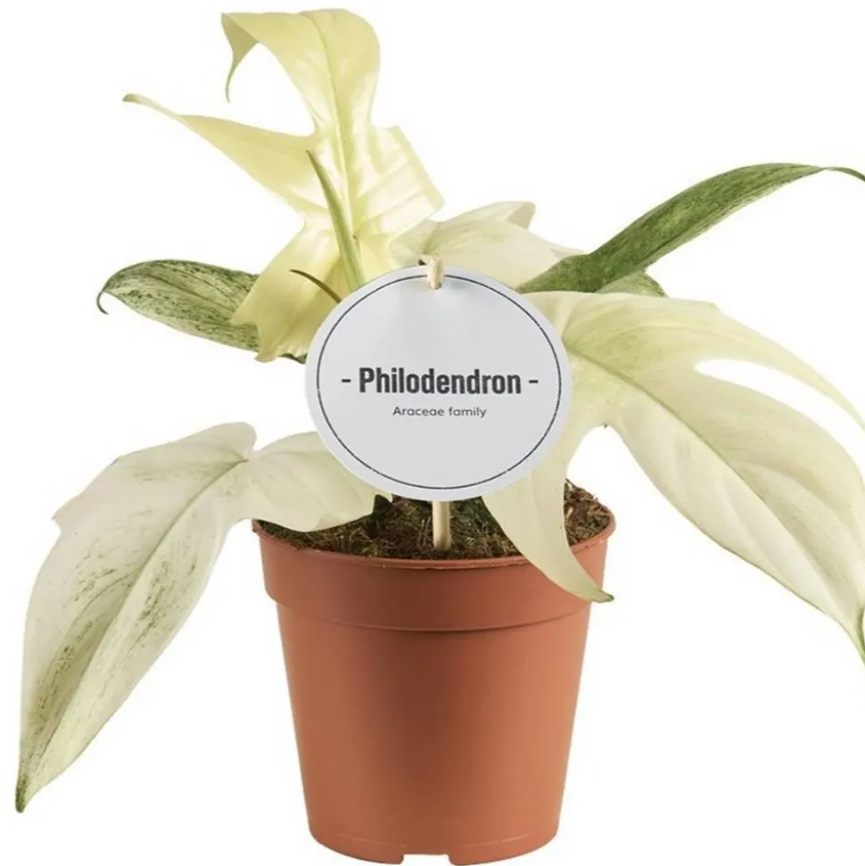 Philodendron 'Florida Ghost' 12 cm Topf