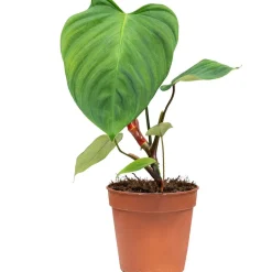 Philodendron 'Fuzzy Petiole' 12 cm Topf
