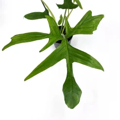 Philodendron 'Gladhands Variegata Beauty' 12 cm Topf