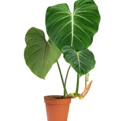 Philodendron 'Gloriosum' 15 cm Topf