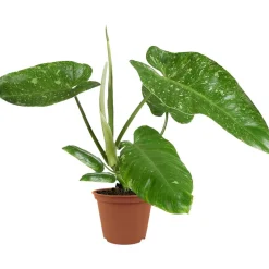 Philodendron 'Jose Buono' 15 cm Topf