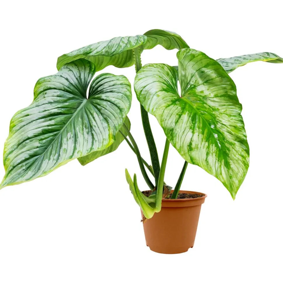 Philodendron 'Mamei' 15 cm Topf