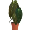 Philodendron 'Melanochrysum' 12 cm Topf