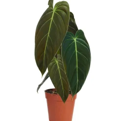 Philodendron 'Melanochrysum' 12 cm Topf