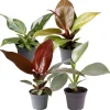 Philodendron Mini-Mix 6 cm Topf, 4er-Set