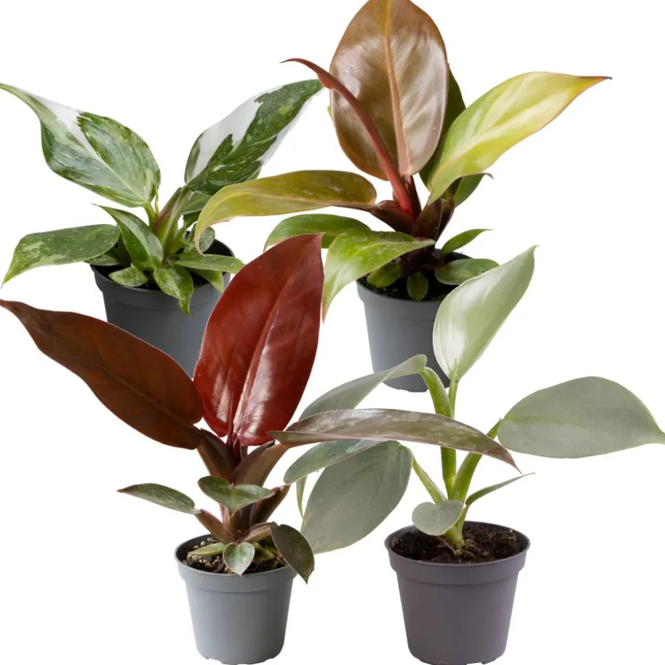 Philodendron Mini-Mix 6 cm Topf, 4er-Set