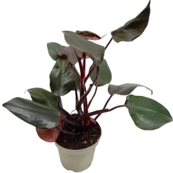 Philodendron 'New Red' 13 cm Topf