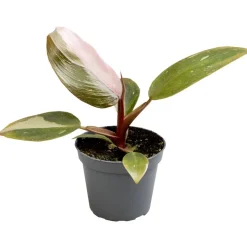 Philodendron 'Pink Princess' 6 cm Topf