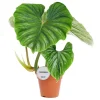 Philodendron 'Plowmanii' 15 cm Topf