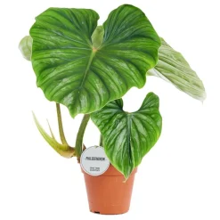 Philodendron 'Plowmanii' 15 cm Topf
