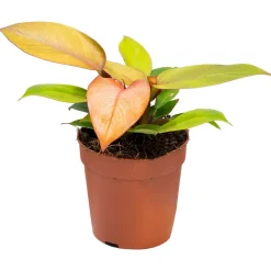 Philodendron 'Prince of Orange' 12 cm Topf