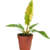 Philodendron 'Ring of Fire' 6 cm Topf