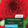 Pompon-Dahlie 'Dahlia Nescio', 1 Stück, rot