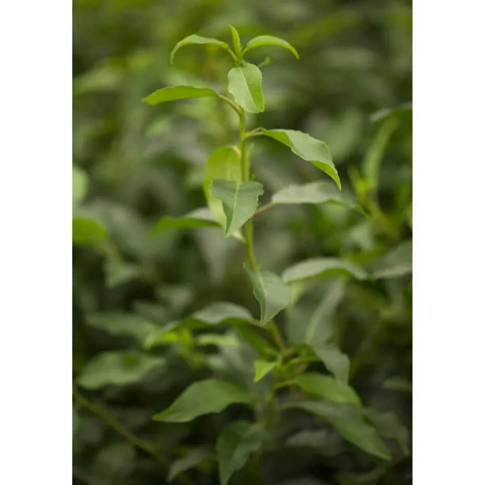 Portugiesischer Kirschlorbeer 'Angustifolia' 60-70 cm, 40 Stück
