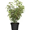 Portugiesischer Kirschlorbeer 60-70 cm