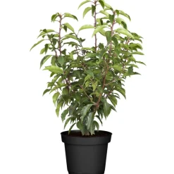 Portugiesischer Kirschlorbeer 60-70 cm