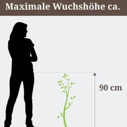 Prachtscharte