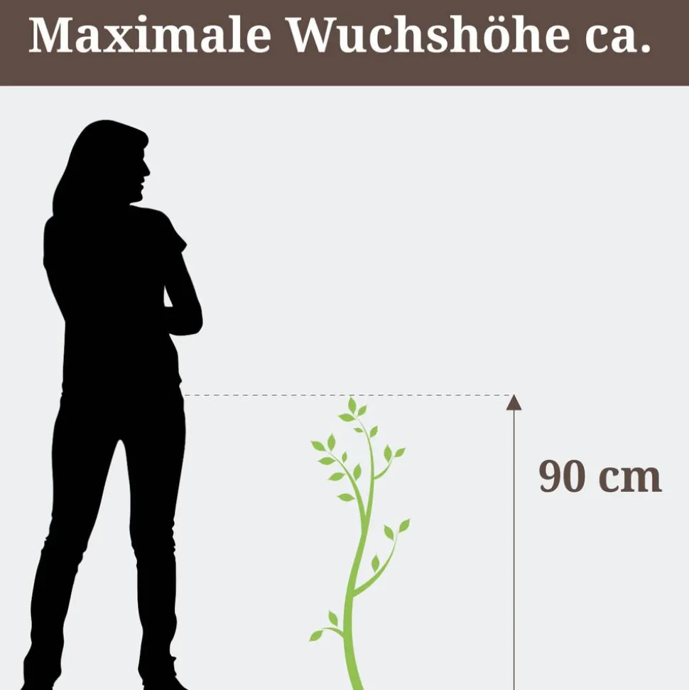 Prachtscharte