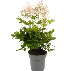Prachtspiere verschiedene Farben 17 cm Topf