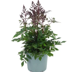 Prachtspiere verschiedene Farben 17 cm Topf