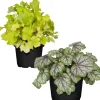 Purpurglöckchen Grüntöne sortiert 12 cm Topf, 2er-Set