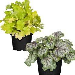 Purpurglöckchen Grüntöne sortiert 12 cm Topf, 2er-Set