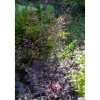 Purpurglöckchen violett 12 cm Topf, 2er-Set