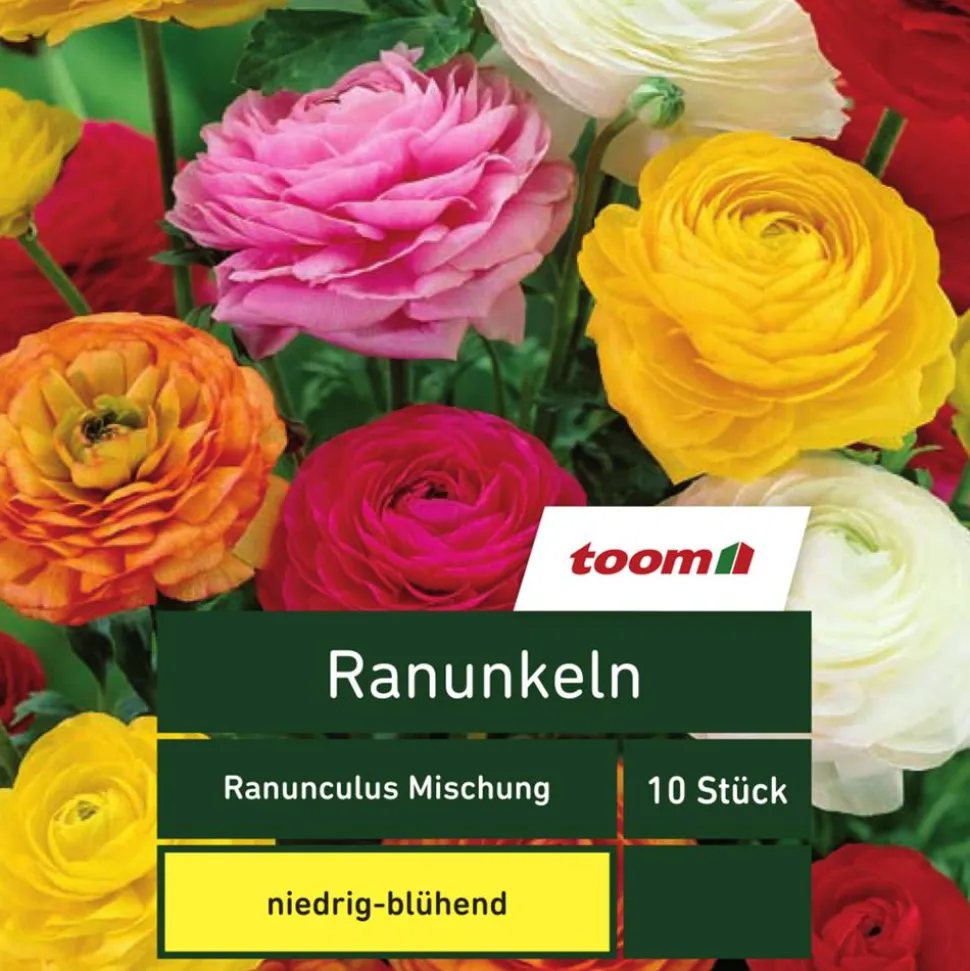 Ranunkeln 'Ranunculus', 10 Stück, mehrfarbig