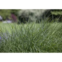 Rasen Schmiele, 19 cm Topf