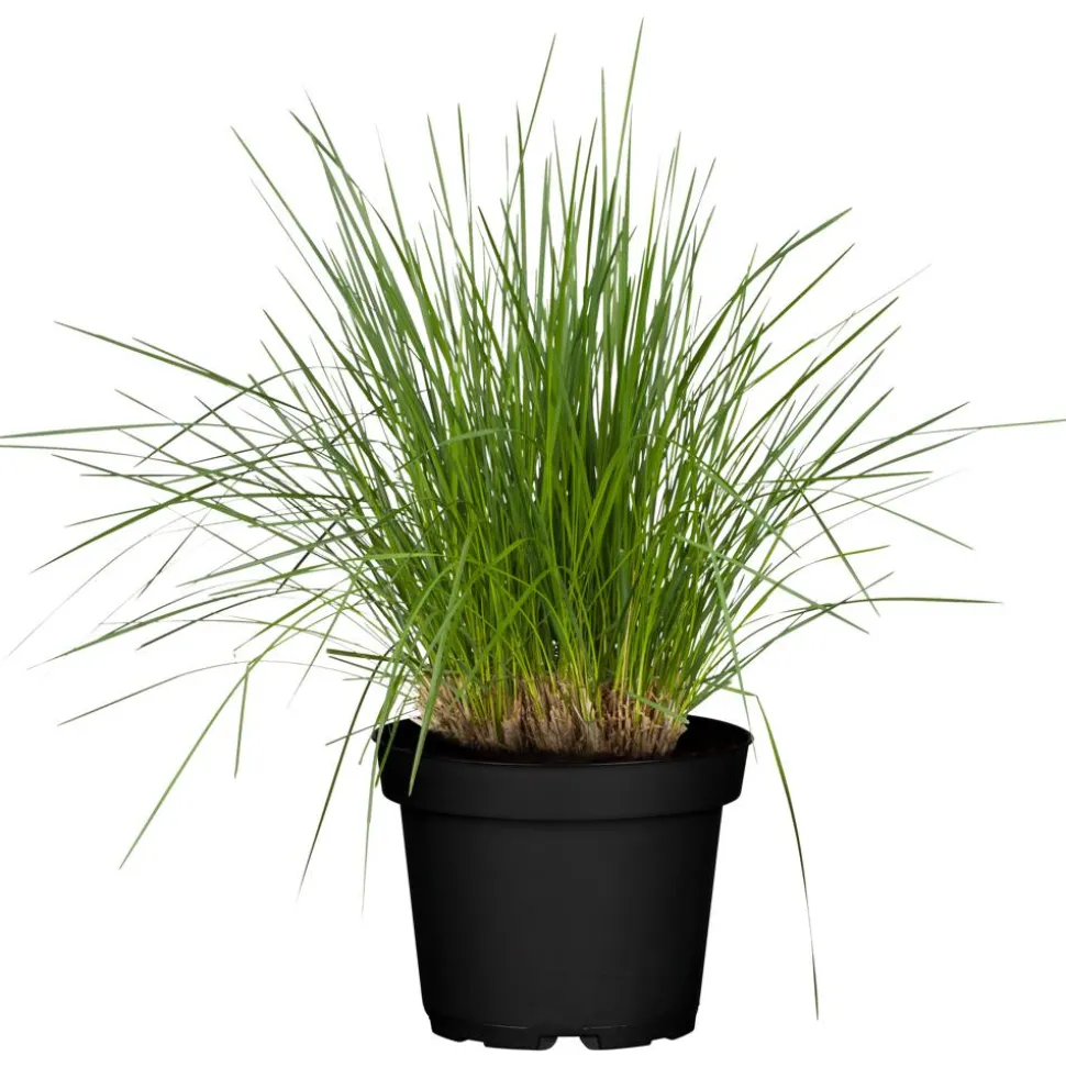 Rasen Schmiele, 19 cm Topf