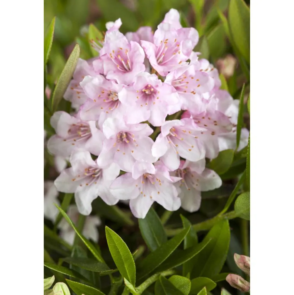 Rhododendron 'Bloombux®', 17 cm Topf