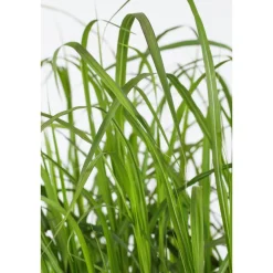Riesen-Chinaschilf 19 cm Topf